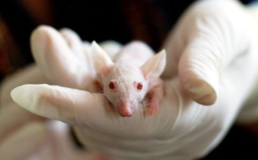 Ученые создали вещество, предотвращающее метастазы у мышей в 90 % случаев
