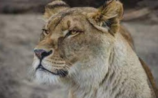 В Индии от COVID-19 умерла львица