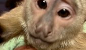 Курьез в США: обезьяна-воровка переполошила зоопарк, вызвав полицию | Фото 1