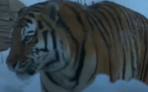 В Черниговской области тигр растерзал работника зоопарка