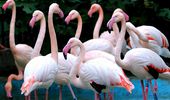 Сезонный отдых фламинго открыт! Фото, видео | Фото 6