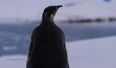 Императорский пингвин заглянул к "Академику Вернадскому". Фото | Фото 12
