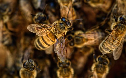 У берегов Португалии нашли мумифицированных пчел времен царя Соломона