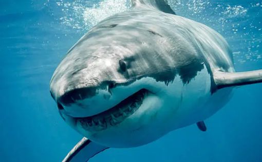 Вчених розбурхує поведінка великих білих акул