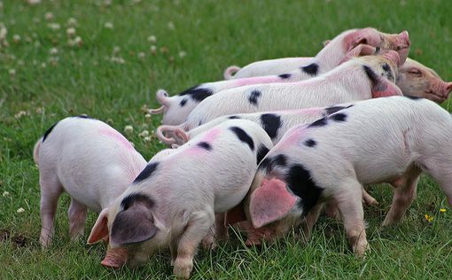 На Гаити - первая за 40 лет вспышка африканской чумы свиней