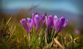 Цветущее Закарпатье: где искать поляны крокуса. Фото | Фото 3
