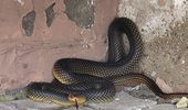 На Одещині біля багатоповерхівки знайлши рідкісну змію. Фото | Фото 3