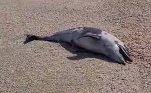 Морские биологи: дельфины гибнут в Черном море из-за кораблей РФ