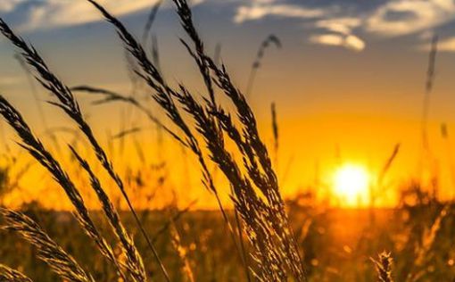 Урожай зерновых в Украине сократится на 20%