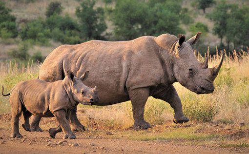 В Сингапуре изъяли самый большой рог носорога