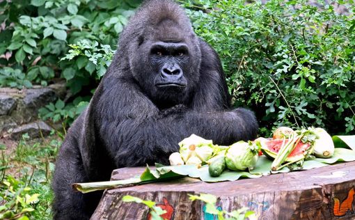 ​​​​​​​Старейшая в Европе горилла празднует День рождения в Киевском зоопарке