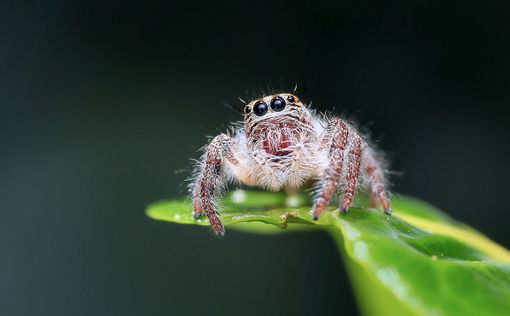 Нервная система социальных пауков более развита – исследование
