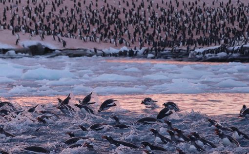 Возле "Вернадского" замечено рекордное скопление пингвинов