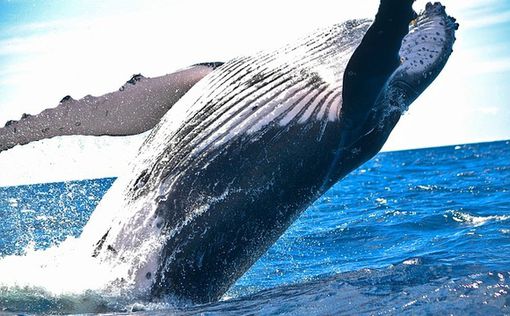 Во Франции на берег выбросило огромного кита