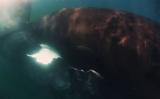 Учені випадково зняли спарювання двох самців горбатих китів