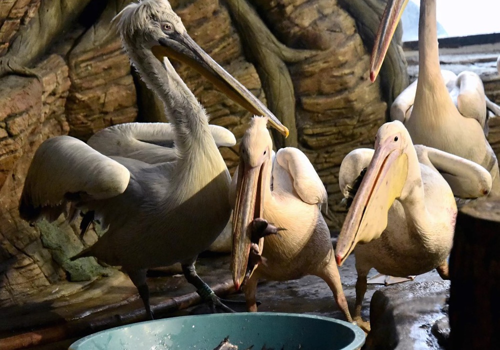 All-inclusive для пеліканів – теплий будинок, смачні карасики і басейн. Фото | Фото: фото: КиївЗоо