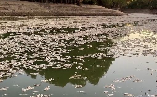 Низкий уровень кислорода в воде стал причиной массовой гибели рыбы в Австралии