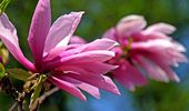 Бегемотик Лили – особый "цветочек" апрельского Киевзоо. Фото | Фото 7