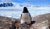 У "Вернадского" вылупился первый пингвиненок! | Фото 4