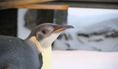 Императорский пингвин заглянул к "Академику Вернадскому". Фото | Фото 2