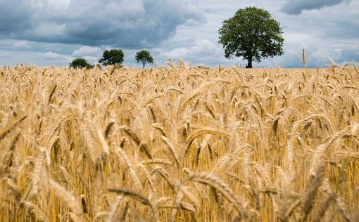 Ранний урожай зерновых в Украине в 2019 году собран на 86%