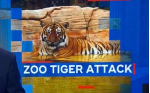 В зоопарке во Флориде убили редкого малайского тигра