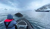 Дроны и наука: полярники изучают китов с неба | Фото 5