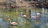 Розовые фламинго снова на своих летних озерах. Фото | Фото 5