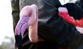 Сезонный отдых фламинго открыт! Фото, видео | Фото 3
