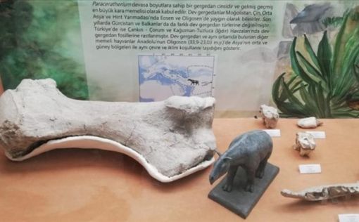 В Турции обнаружены останки гигантского носорога возрастом 28 миллионов лет | Фото: Анадолу