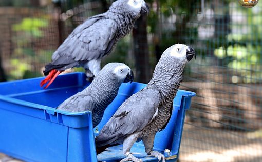 Спасенные попугаи жако ждут всех в гости. Фото
