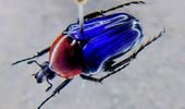 Дивне хобі: японець збирає гнойових жуків із кольоровим градієнтом. Фото | Фото 6