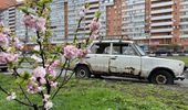Украина стала сказочным раем: начался сезон цветения сакуры🌸 | Фото 11