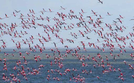 Чудо природы: в "Тузловские лиманы" прилетели тысячи розовых фламинго. Фото