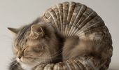 Нейросеть создала гибриды кошек и других животных. Фото | Фото 8