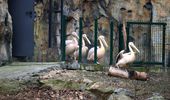 Пеликаны возвращаются на озеро – в Украину пришла весна! Фото | Фото 6