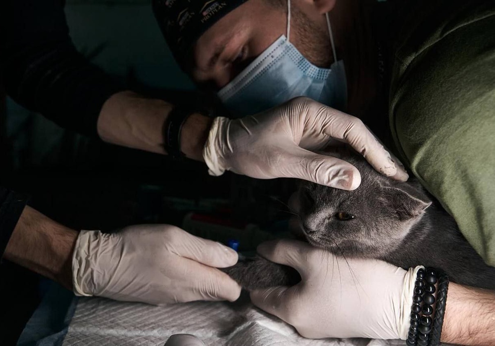 Ветеринары-волонтеры из Киева спасают животных на фронте – фото