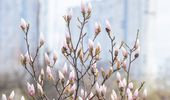 В Киеве начался сезон цветения сакур и магнолий: локации и фото | Фото 2
