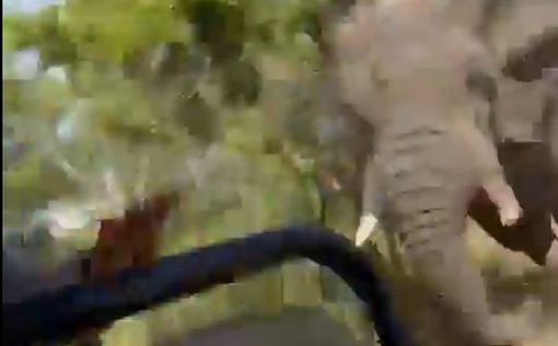 У Замбії на сафарі слон напав на туристів
