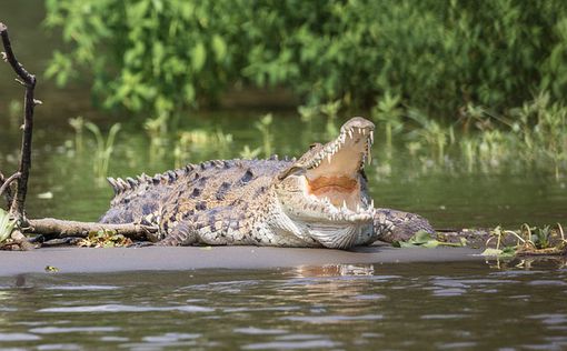 В Зимбабве поймали крокодила-монстра
