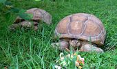 Самые известные черепахи Украины переехали на летнюю фазенду. Фото | Фото 1