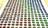 Дивне хобі: японець збирає гнойових жуків із кольоровим градієнтом. Фото | Фото 1