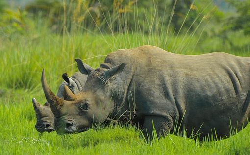 Число носорогов и слонов в Уганде растет после многих лет браконьерства