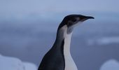 Императорский пингвин заглянул к "Академику Вернадскому". Фото | Фото 4