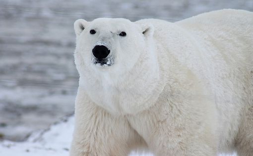 Белый медведь убил двух человек на Аляске