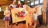 Картины свиньи-художницы Пигкассо продали за $1 млн. Фото, видео | Фото 25