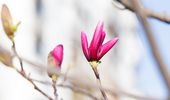 У Києві почався сезон цвітіння сакур та магнолій: локації та фото | Фото 3