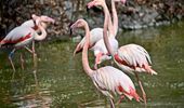 Розовые фламинго снова на своих летних озерах. Фото | Фото 7