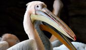 All-inclusive для пеликанов – теплый дом, вкусные карасики и бассейн. Фото | Фото 4