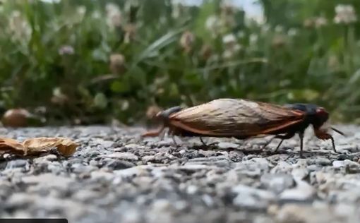 В США произошло нашествие цикад: видео